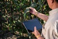 Close-up image of an experienced Asian farmer using his digital tablet and working in his corn field Royalty Free Stock Photo