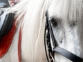 Close up image of the eye, and head of beautiful white race horse with saddle. Royalty Free Stock Photo