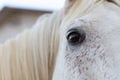 Close-up image of the eye of the horse with white hair in the focus with blur background. Royalty Free Stock Photo