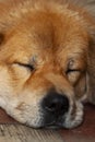 Dog sleeping with its face on the hard floor