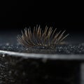 A close-up image of a false eyelash lying on a dark, textured surface. The lashes are Royalty Free Stock Photo