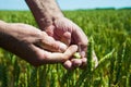 Close up image of farm worker`s hand holding green ear of the wheat Royalty Free Stock Photo