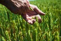 Close up image of farm worker`s hand holding green ear of the wheat Royalty Free Stock Photo