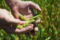 Close up image of farm worker`s hand holding green ear of the wheat Royalty Free Stock Photo