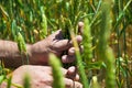 Close up image of farm worker`s hand holding green ear of the wheat Royalty Free Stock Photo