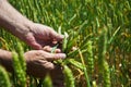 Close up image of farm worker`s hand holding green ear of the wheat Royalty Free Stock Photo