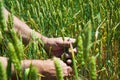 Close up image of farm worker`s hand holding green ear of the wheat Royalty Free Stock Photo