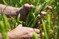 Close up image of farm worker`s hand holding green ear of the wheat Royalty Free Stock Photo