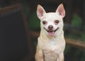 Fat brown short hair  Chihuahua dog stadning  on black vintage armchair in the garden,  smiling and looking at camera Royalty Free Stock Photo