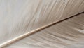 A close up image of a feather displaying its intricate structure Royalty Free Stock Photo