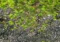 Lush Green Moss on Rocky Surface in Outdoors Royalty Free Stock Photo
