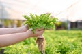 Close-up image of a female farmer harvesting or picking up organic hydroponic salad vegetables