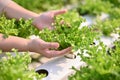 Close-up image of a female framer's hands picking up or harvesting fresh hydroponic salad