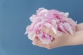 Close up image of female hands hold gentle pink peony petals  on blue background. Royalty Free Stock Photo