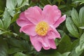 Close-up image of Fen Yu Nu peony flower