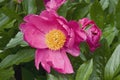 Close-up image of Fen Yu Nu peony flower