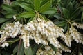 Japanese andromeda, Fetterbush. Pieris japonica