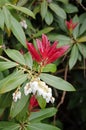 Japanese andromeda, Fetterbush. Pieris japonica