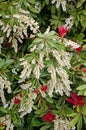 Japanese andromeda, Fetterbush. Pieris japonica