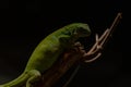 Close up image of Fiji banded iguana Brachylophus fasciatus Royalty Free Stock Photo