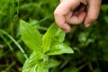 Close-up image of the finger of a child trying to touch a stinging nettle Royalty Free Stock Photo