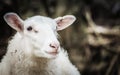 Close up image of a Finnish Sheep