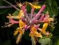 Colorful honeysuckle Royalty Free Stock Photo