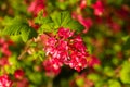 Close-up image of flowering Red Currant flowers in full bloom, bushy deciduous Ribes sanguineum \'Pulborough Scarlet\'