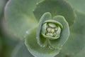 Close-up image of flowering stonecrop sedum