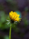 Close-up Image Of A Flowering Yellow Dandelion Flower Taraxacum During A Rainy Summer Day
