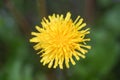 Close-up Image Of A Flowering Yellow Dandelion Flower Taraxacum During A Rainy Summer Day