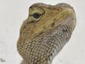 This close-up image focuses on the head of a lizard, potentially the Oriental garden lizard & x28;Calotes versicolor& x29;