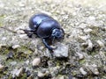 Close up image of the of the forest dung beetle Anoplotrupes stercorosus