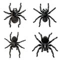 A close-up image of four black tarantulas Royalty Free Stock Photo
