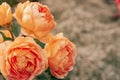 Close up image of four flowers wonderful orange yellow white english rose Austin lady of shalott with green leaves blur