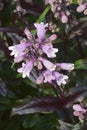 Close-up image of Foxglove beardtongue flowers