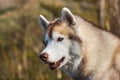 Close-up image of free and prideful dog looks like a wolf Royalty Free Stock Photo