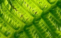 Close-up Image of Fresh Green Fern Leaf. Natural Background. Royalty Free Stock Photo