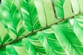 Close-up image of the fresh green fern leaf pattern. Natural background. Vintage filtered. Royalty Free Stock Photo