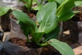 Close up image of fresh green pak choy