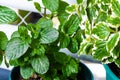 Close up image of fresh mint leaves and incese plant, selective focus Royalty Free Stock Photo