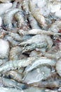 Close up image of Fresh shrimp Royalty Free Stock Photo