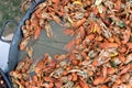 Close up image of freshly boiled crayfish on outdoor outside cooking wok