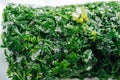 Close up image of frozen parsley green briquette covered with tiny ice crystals.