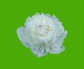 Fully blossoming bud of a white peony isolated on a green background
