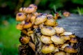 Fungi growing on a recently felled tree trunk. Royalty Free Stock Photo