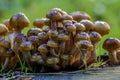 Fungi growing on a recently felled tree trunk. Royalty Free Stock Photo