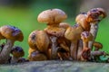 Fungi growing on a recently felled tree trunk. Royalty Free Stock Photo
