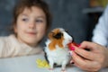 Close up image of funny guinea pig eating tomato and cheese from cropped woman hand with manicure against little girl Royalty Free Stock Photo