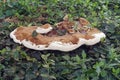 Close up image of Ganoderma Fungus